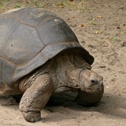 Aldabra Giant Tortoise