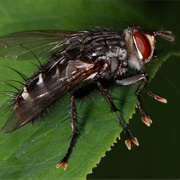 Flesh Fly