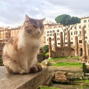 Largo Di Torre Argentina Cat Sanctuary, Italy