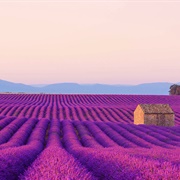 Lavender Fields, France