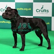 Staffordshire Bull Terrier