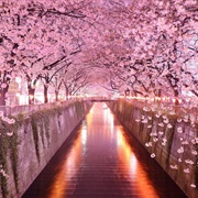 Cherry Blossom Tree Festival, Japan