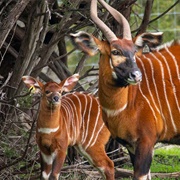 Eastern Bongo