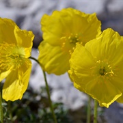 Yellow Alpine Poppy