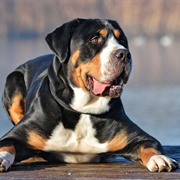 Greater Swiss Mountain Dog