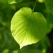 Linden Leaf