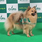 German Spitz (Mittel)