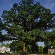 White Oak Tree