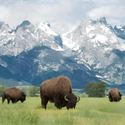 Grand Teton National Park, USA