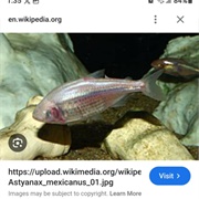 Mexican Tetra