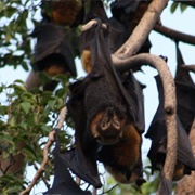 Cairns Library Bats