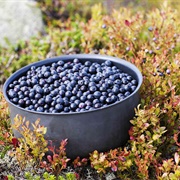 Bilberries