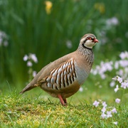 Partridge