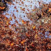 Monarch Butterfly Biosphere Reserve, Mexico