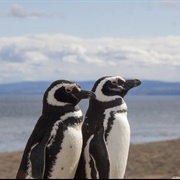 Isla Magdalena, Patagonia Chile