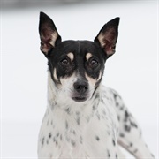 Rat Terrier