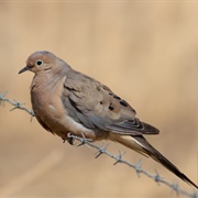 Mourning Dove