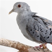 Blue Ground Dove