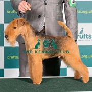 Lakeland Terrier