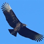 Black Vulture