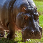 Hippopotamus