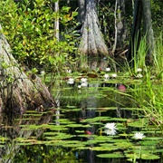 Okefenokee Swamp, GA