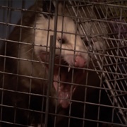 Parks and Recreation: &quot;The Possum&quot; (S2,E18)