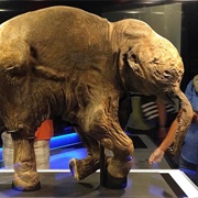 Lyuba the Frozen Baby Mammoth, Russia