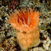 Rugose Anemone