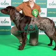 German Longhaired Pointer