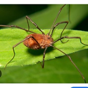 Harvestmen