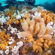 Dead Man&#39;s Finger Coral