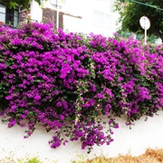 Bougainvillea