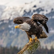 Bald Eagle