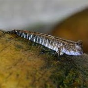 Pearse&#39;s Mudskipper