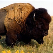 Bison