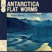 Flat Worms – Antarctica