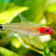 Rummy-Nose Tetra