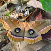 Giant Silkworm Moth