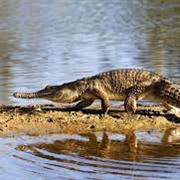 Australian Freshwater Crocodile