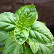 Basil