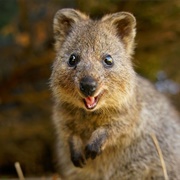 Quokka