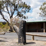 The Black Stump