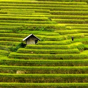 Rice Paddy