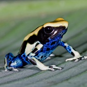 Dyeing Poison Dart Frog