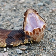 Cottonmouth