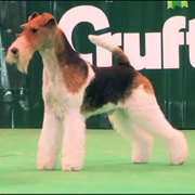 Fox Terrier (Wire)