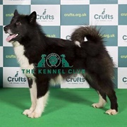 Canadian Eskimo Dog