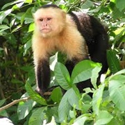 White-Faced Capuchin Monkey