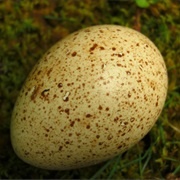 Turkey Egg